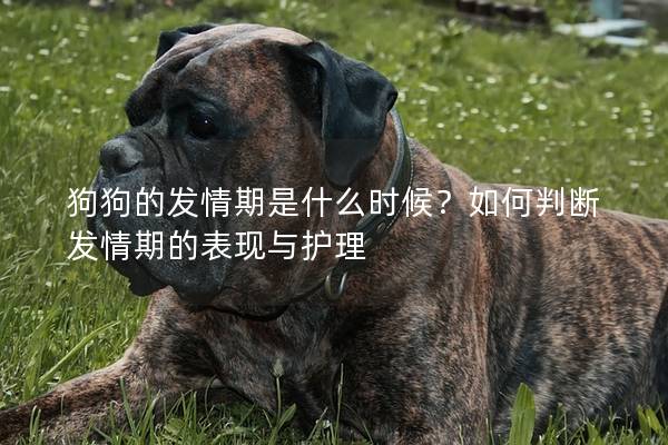 狗狗的发情期是什么时候？如何判断发情期的表现与护理
