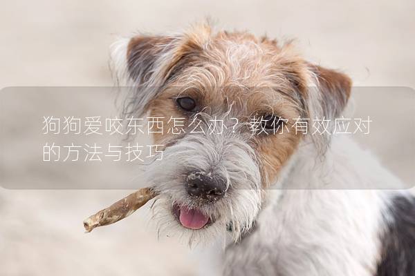 狗狗爱咬东西怎么办？教你有效应对的方法与技巧