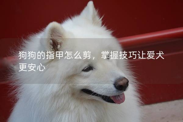 狗狗的指甲怎么剪，掌握技巧让爱犬更安心