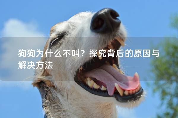 狗狗为什么不叫？探究背后的原因与解决方法