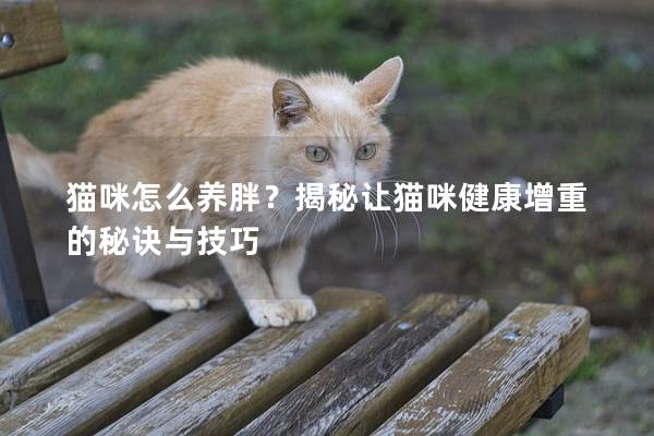 猫咪怎么养胖？揭秘让猫咪健康增重的秘诀与技巧