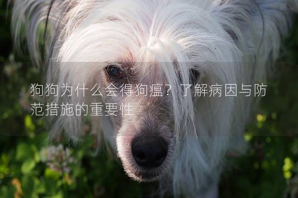 狗狗为什么会得狗瘟？了解病因与防范措施的重要性