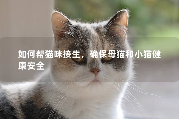 如何帮猫咪接生，确保母猫和小猫健康安全