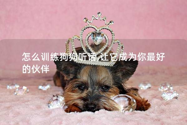 怎么训练狗狗听话,让它成为你最好的伙伴