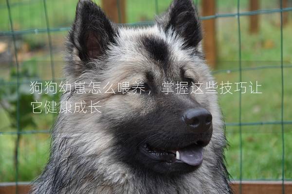 狗狗幼崽怎么喂养，掌握这些技巧让它健康成长