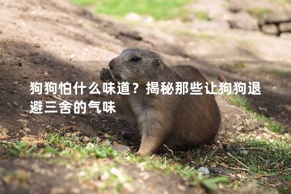 狗狗怕什么味道？揭秘那些让狗狗退避三舍的气味