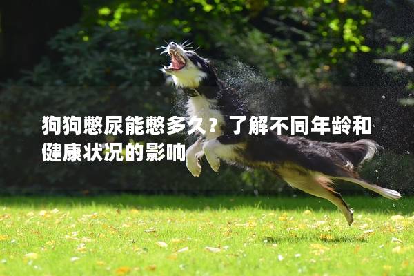 狗狗憋尿能憋多久？了解不同年龄和健康状况的影响