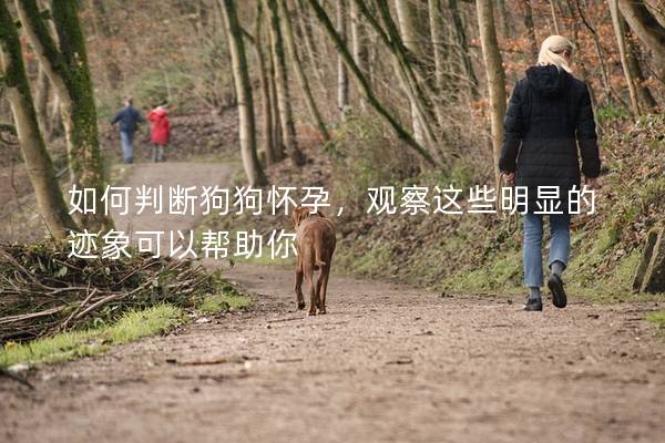 如何判断狗狗怀孕，观察这些明显的迹象可以帮助你