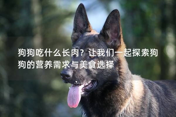 狗狗吃什么长肉？让我们一起探索狗狗的营养需求与美食选择