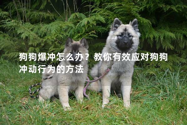 狗狗爆冲怎么办？教你有效应对狗狗冲动行为的方法