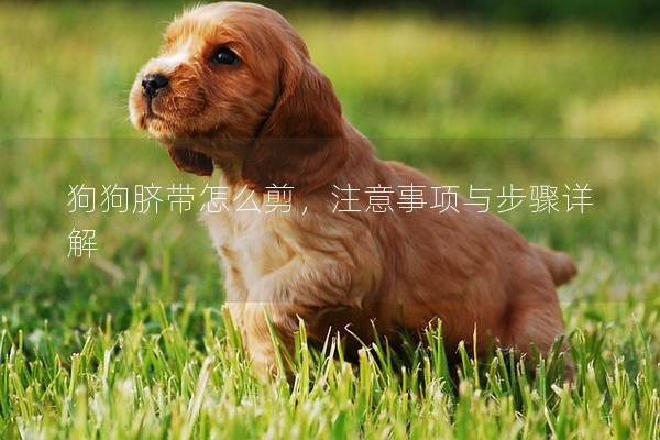 狗狗脐带怎么剪，注意事项与步骤详解