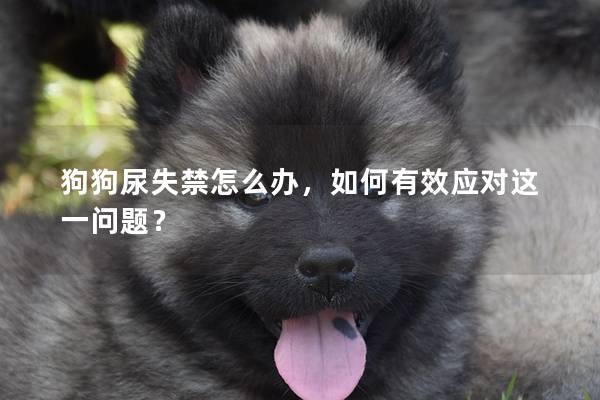 狗狗尿失禁怎么办，如何有效应对这一问题？