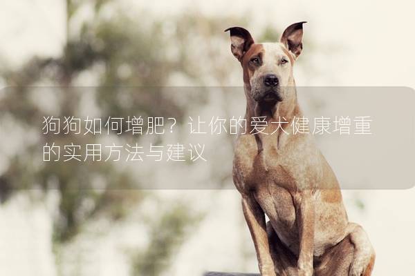 狗狗如何增肥？让你的爱犬健康增重的实用方法与建议