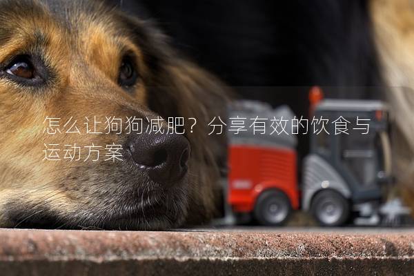 怎么让狗狗减肥？分享有效的饮食与运动方案