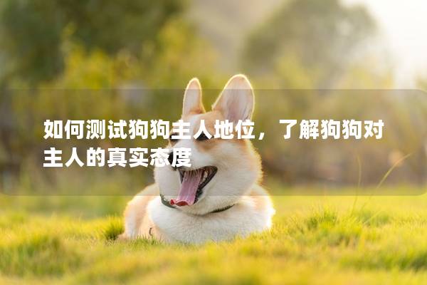 如何测试狗狗主人地位，了解狗狗对主人的真实态度