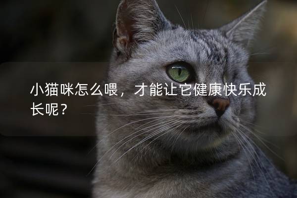 小猫咪怎么喂，才能让它健康快乐成长呢？