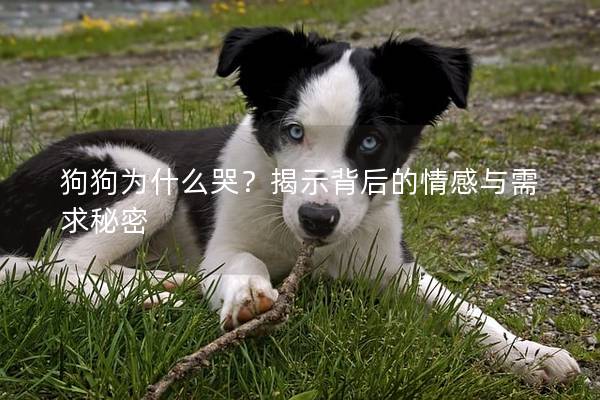 狗狗为什么哭？揭示背后的情感与需求秘密