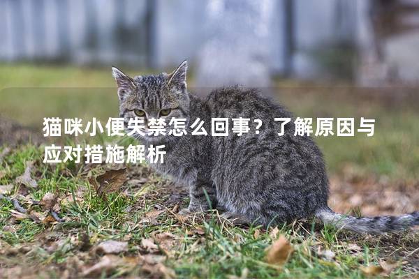 猫咪小便失禁怎么回事？了解原因与应对措施解析