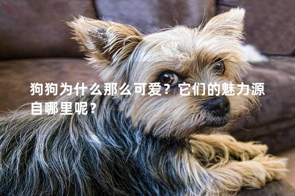 狗狗为什么那么可爱?它们的魅力源自哪里呢? 狗狗为什么那么可爱?它们的魅力源自哪里呢?