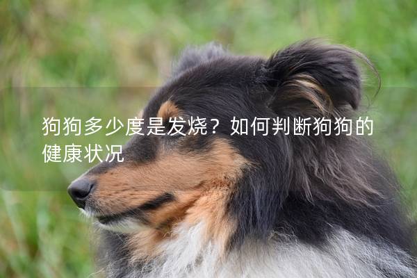 狗狗多少度是发烧？如何判断狗狗的健康状况