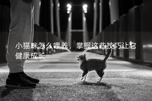 小猫咪怎么喂养，掌握这些技巧让它健康成长