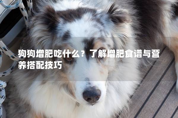 狗狗增肥吃什么？了解增肥食谱与营养搭配技巧