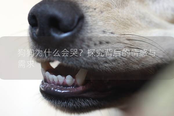 狗狗为什么会哭？探究背后的情感与需求