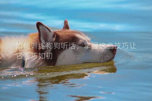 如何训练狗狗听话，掌握这些技巧让它乖巧如初