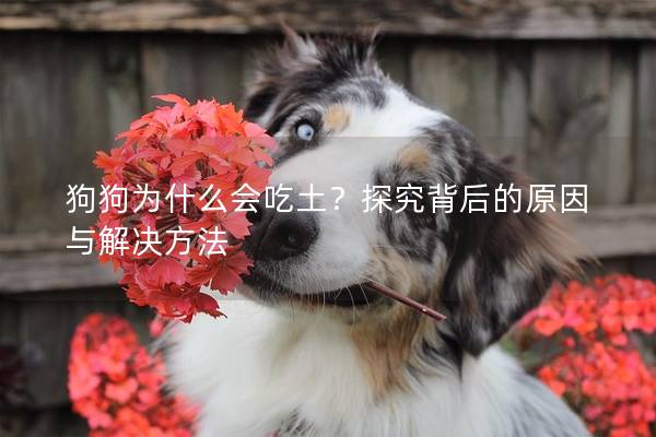 狗狗为什么会吃土？探究背后的原因与解决方法