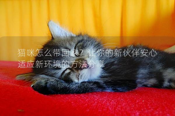 猫咪怎么带回家？让你的新伙伴安心适应新环境的方法分享