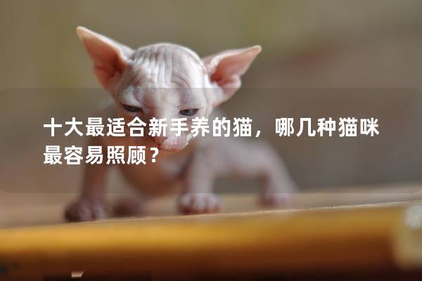 十大最适合新手养的猫,哪几种猫咪最容易照顾? 十大最适合新手养的猫,哪几种猫咪最容易照顾?