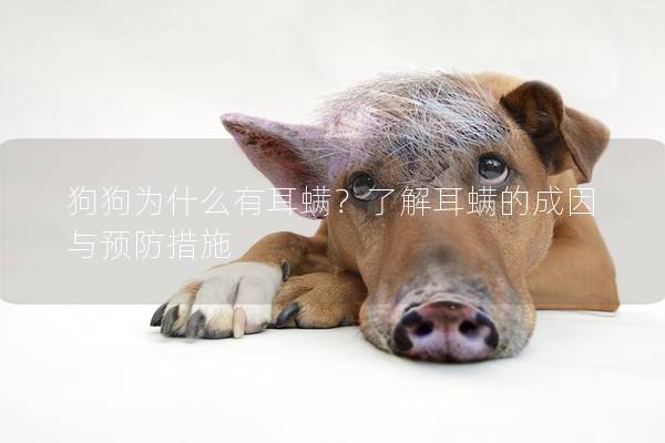 狗狗为什么有耳螨？了解耳螨的成因与预防措施