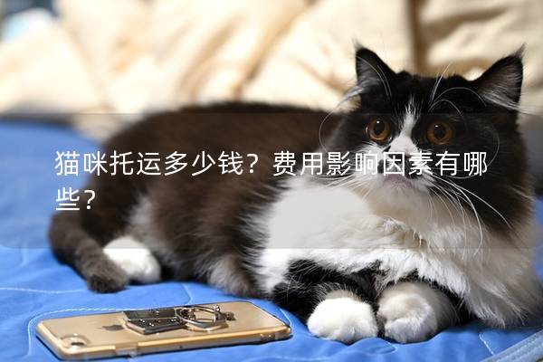 猫咪托运多少钱？费用影响因素有哪些？
