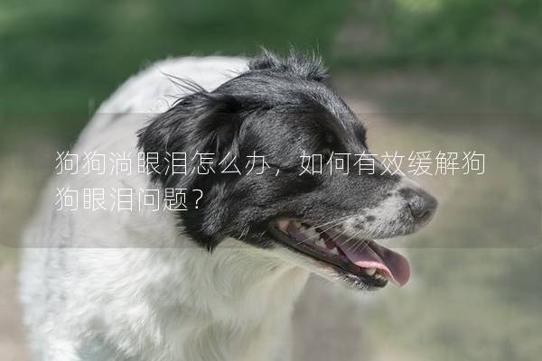 狗狗淌眼泪怎么办,如何有效缓解狗狗眼泪问题? 狗狗淌眼泪怎么办,如何有效缓解狗狗眼泪问题?