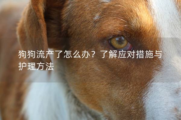 狗狗流产了怎么办？了解应对措施与护理方法