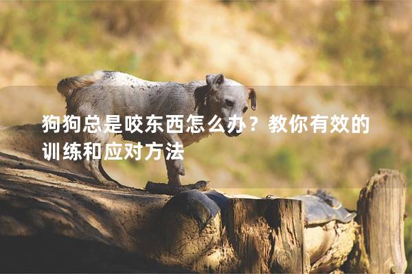 狗狗总是咬东西怎么办？教你有效的训练和应对方法