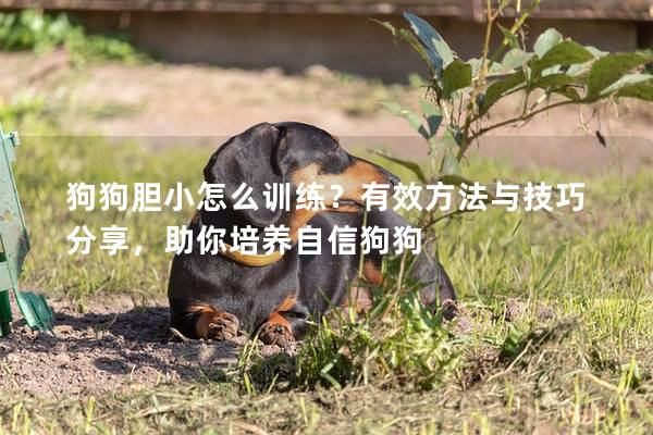 狗狗胆小怎么训练?有效方法与技巧分享,助你培养自信狗狗 狗狗胆小怎么训练?有效方法与技巧分享,助你培养自信狗狗