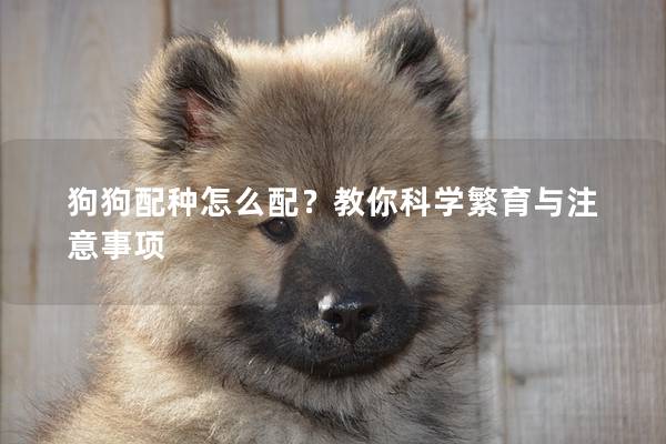 狗狗配种怎么配？教你科学繁育与注意事项