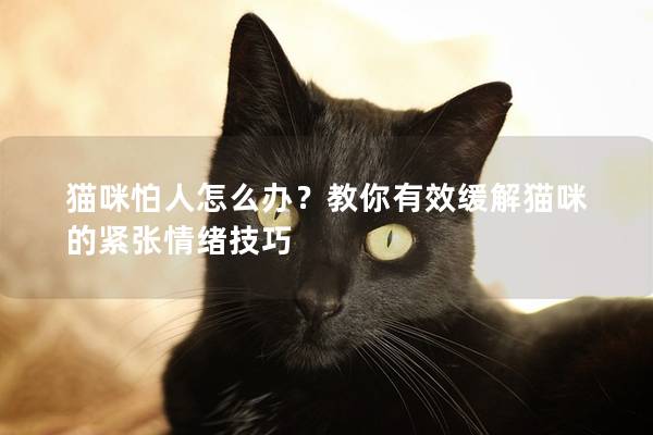 猫咪怕人怎么办？教你有效缓解猫咪的紧张情绪技巧