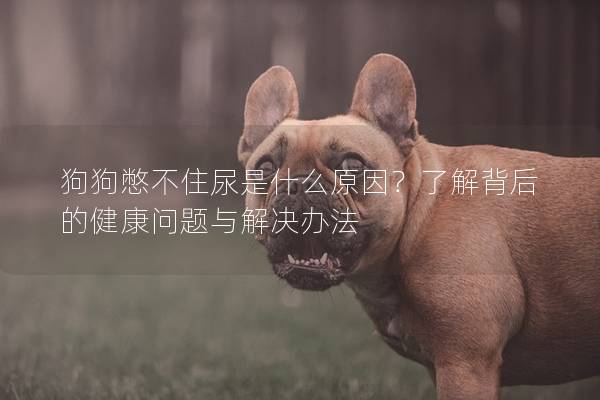 狗狗憋不住尿是什么原因?了解背后的健康问题与解决办法 狗狗憋不住尿是什么原因?了解背后的健康问题与解决办法