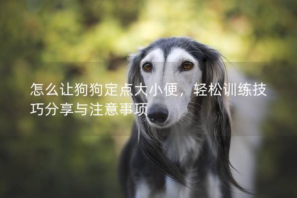 怎么让狗狗定点大小便，轻松训练技巧分享与注意事项