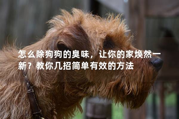 怎么除狗狗的臭味,让你的家焕然一新?教你几招简单有效的方法 怎么除狗狗的臭味,让你的家焕然一新?教你几招简单有效的方法