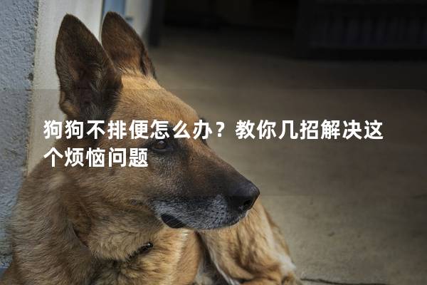 狗狗不排便怎么办？教你几招解决这个烦恼问题