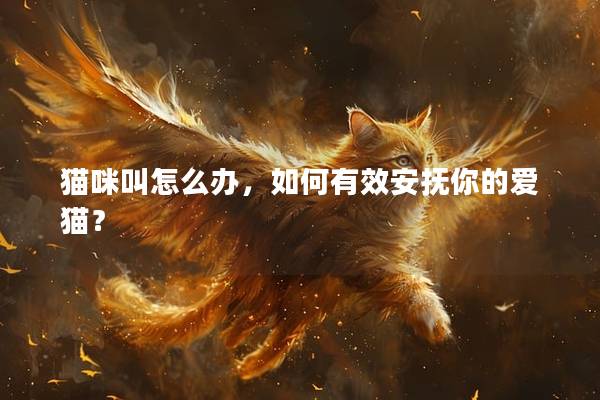 猫咪叫怎么办，如何有效安抚你的爱猫？