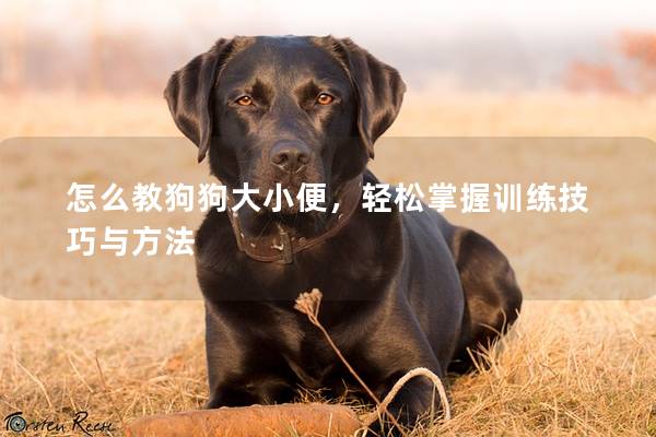 怎么教狗狗大小便，轻松掌握训练技巧与方法