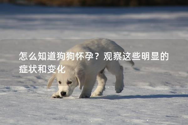 怎么知道狗狗怀孕？观察这些明显的症状和变化