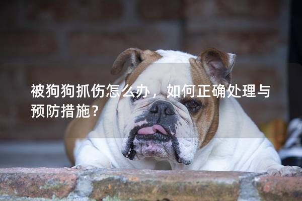被狗狗抓伤怎么办，如何正确处理与预防措施？