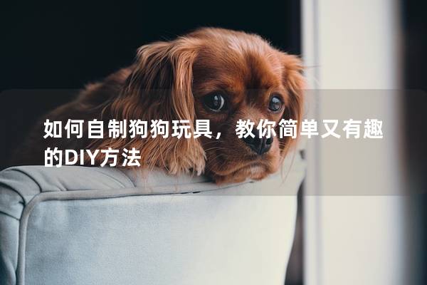 如何自制狗狗玩具，教你简单又有趣的DIY方法