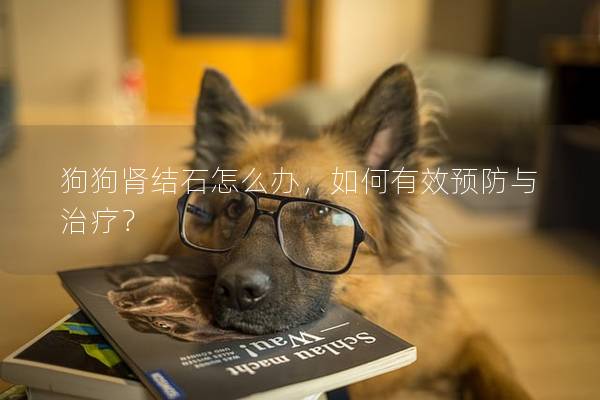 狗狗肾结石怎么办，如何有效预防与治疗？