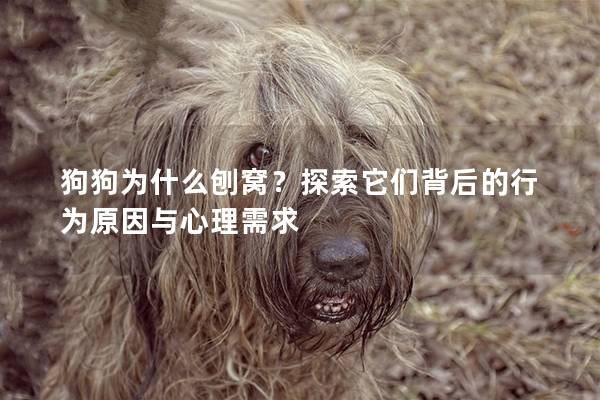狗狗为什么刨窝？探索它们背后的行为原因与心理需求